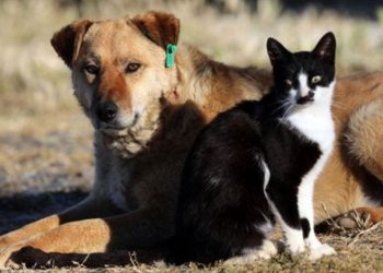 Batman’da saman yüklü üç TIR küle döndü