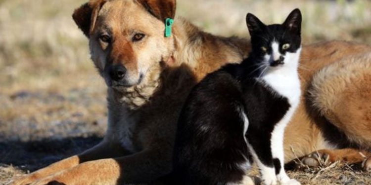 Batman’da saman yüklü üç TIR küle döndü