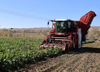 Sivas’ta pancarda rekor üretim