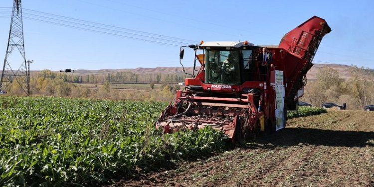 Sivas’ta pancarda rekor üretim