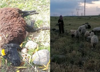 Saldırıya uğrayan koyunlar telef oldu