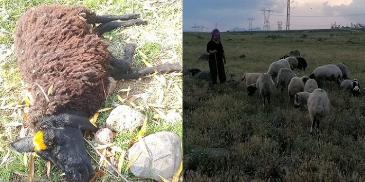 Saldırıya uğrayan koyunlar telef oldu