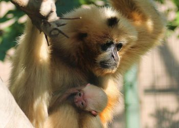 Nesli tükenme tehlikesi altındaydı, doğum yaptı