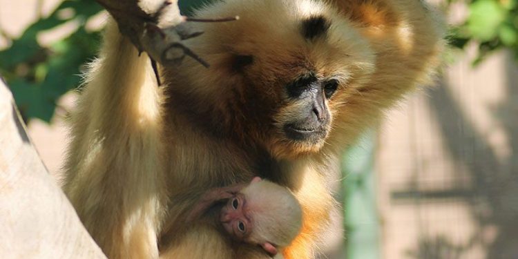 Nesli tükenme tehlikesi altındaydı, doğum yaptı