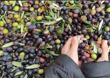 Üretimin yarısı ihracata gidiyor