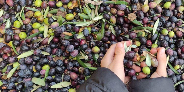 Üretimin yarısı ihracata gidiyor