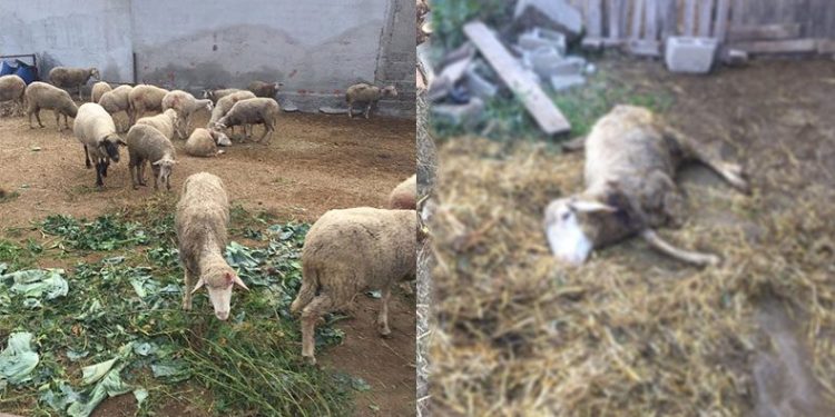 Bursa’da sokak köpekleri dehşet saçtı
