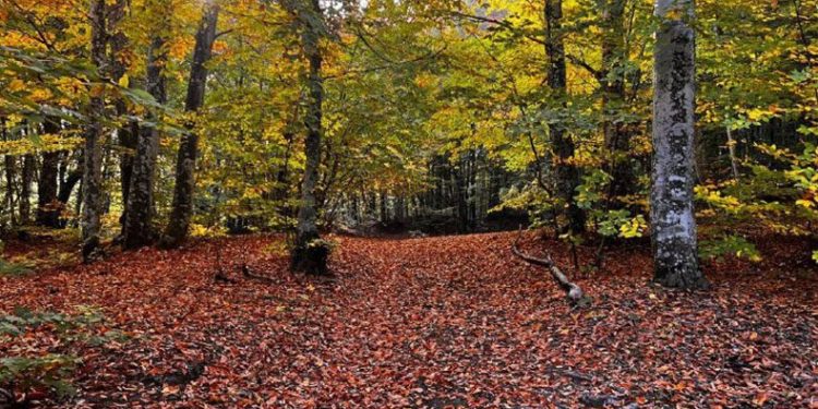 Kırık fay hattından hazan güzelliğine