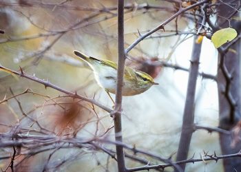 Bursa’da ilk kez görüldü