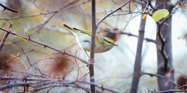 Bursa’da ilk kez görüldü