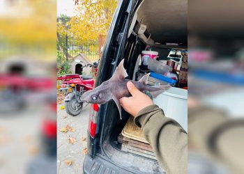 Oltasına ‘domuz köpekbalığı’ takıldı