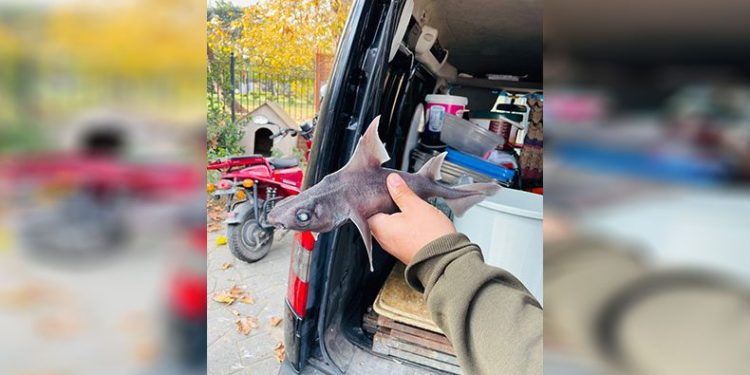 Oltasına ‘domuz köpekbalığı’ takıldı