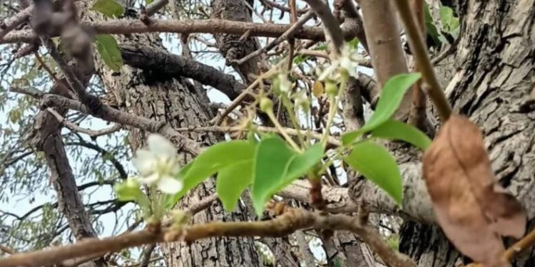 Datça’da armut ağacı çiçek açtı