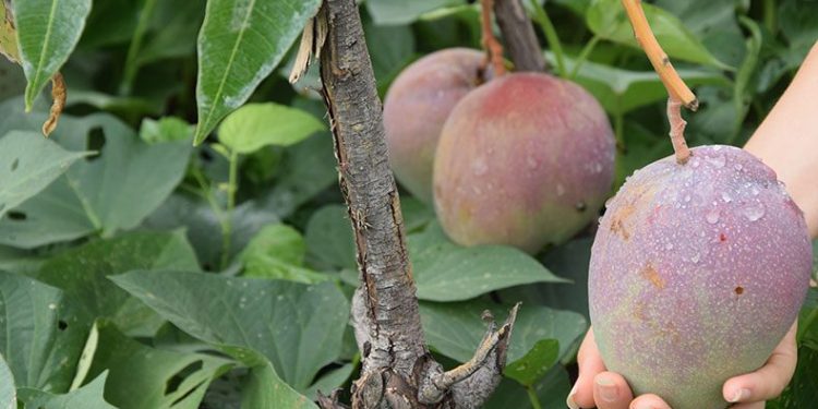 Üreticinin yeni gözdesi