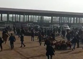 Kaçan boğa hayvan pazarını birbirine kattı