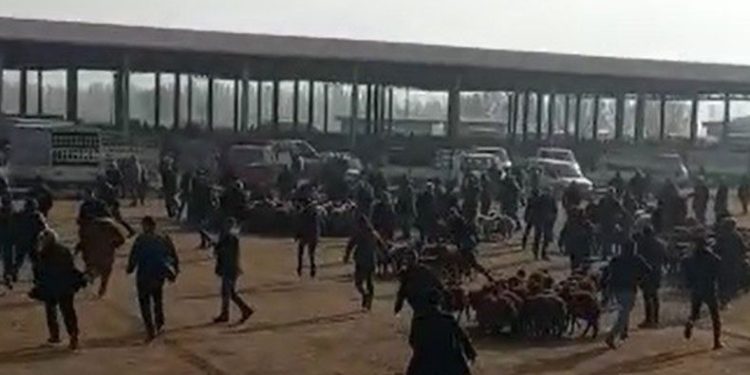 Kaçan boğa hayvan pazarını birbirine kattı