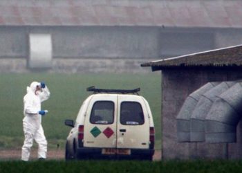 Yamyam tavuklar paniğe sebep oldu