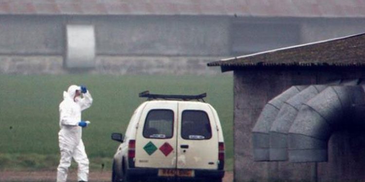 Yamyam tavuklar paniğe sebep oldu