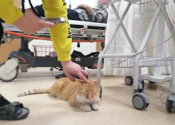 Üşüyen kedi geceyi hastanede geçirdi