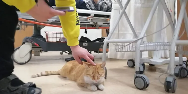 Üşüyen kedi geceyi hastanede geçirdi