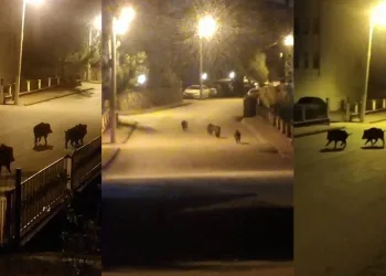 Aç kalan domuzlar yiyecek aradı