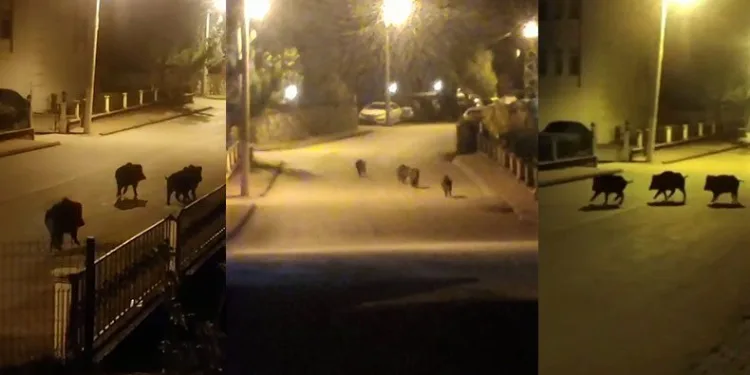 Aç kalan domuzlar yiyecek aradı