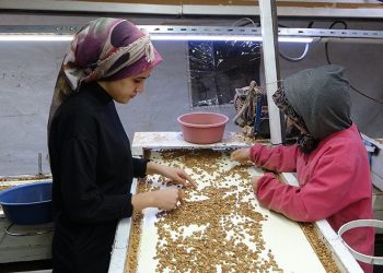 Kayısı çekirdeği ihracatı yüz güldürüyor