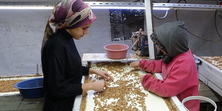 Kayısı çekirdeği ihracatı yüz güldürüyor