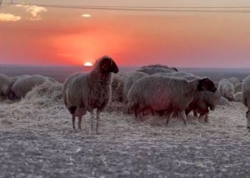 Sonbaharın en tatlı buluşması