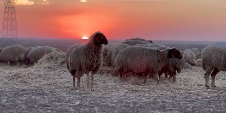 Sonbaharın en tatlı buluşması