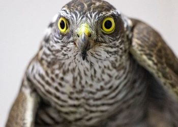 Yaralı atmaca tedavi altında