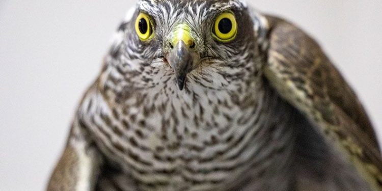 Yaralı atmaca tedavi altında