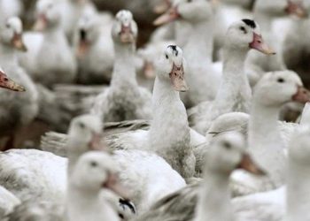 Ördek çiftliğinde kuş gribi alarmı