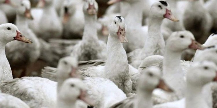Ördek çiftliğinde kuş gribi alarmı
