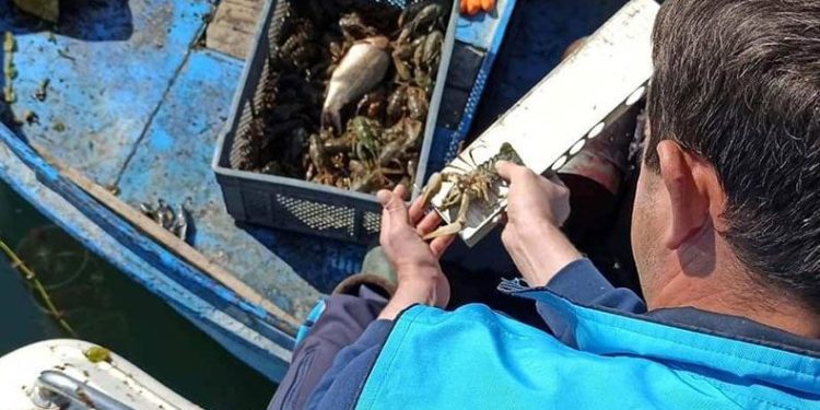 Isparta’da kerevit avı yasağı başladı