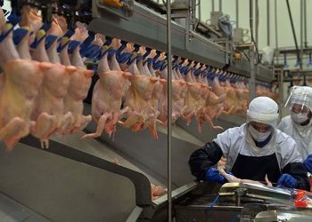 Tavuk eti üretiminde artış