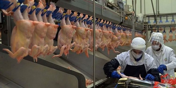 Tavuk eti üretiminde artış