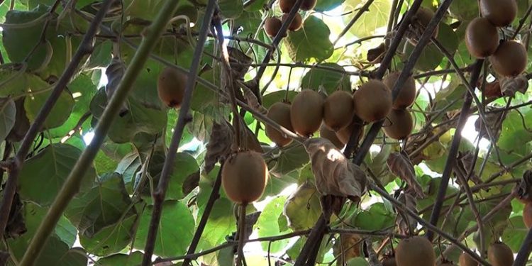 Yalova kivisi yurt dışı pazarında