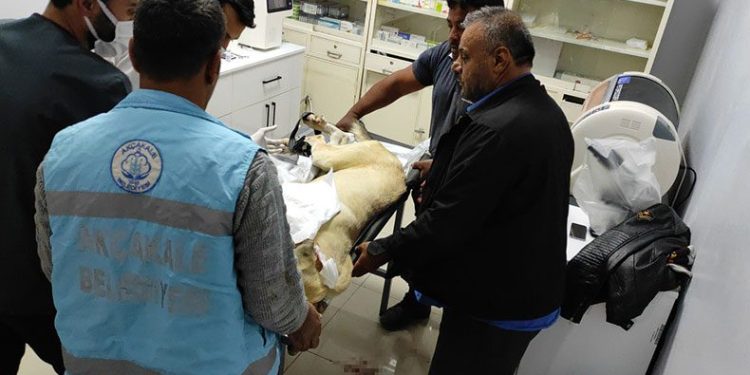 Ölüme terk etti, gece yarısı ameliyata alındı