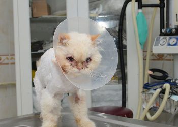 Estetik operasyonuyla gözlerine kavuştu