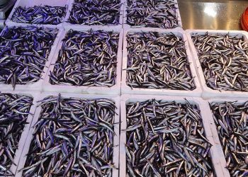 Palamuttan sonra hamsi bereketi