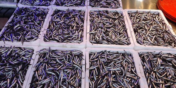 Palamuttan sonra hamsi bereketi