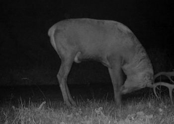 Bursa’da Kızıl geyiklerin yaban hayatı