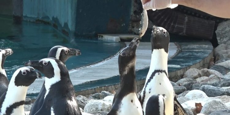 Bursa’da görevliler elleriyle besledi