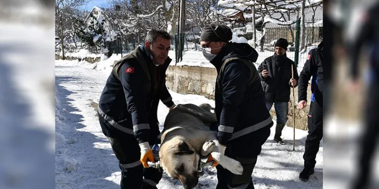 Binlerce sokak hayvanı şifa buldu