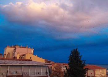 Gökyüzünde karga istilası