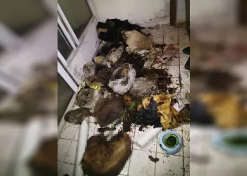 Kedi ve köpek ölüsü bulundu