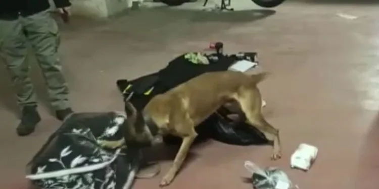 Narkotik dedekiflerini şaşırtan zula