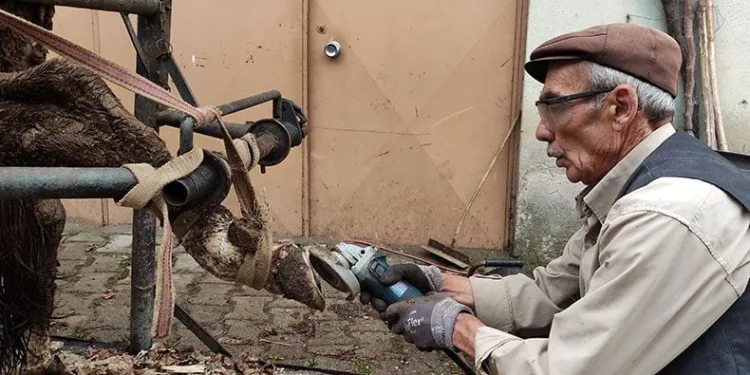 İneklere yapılan manikür pedikür verimi arttırdı