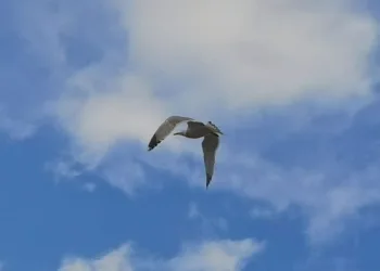 Bursa’da martı kurtarma operasyonu